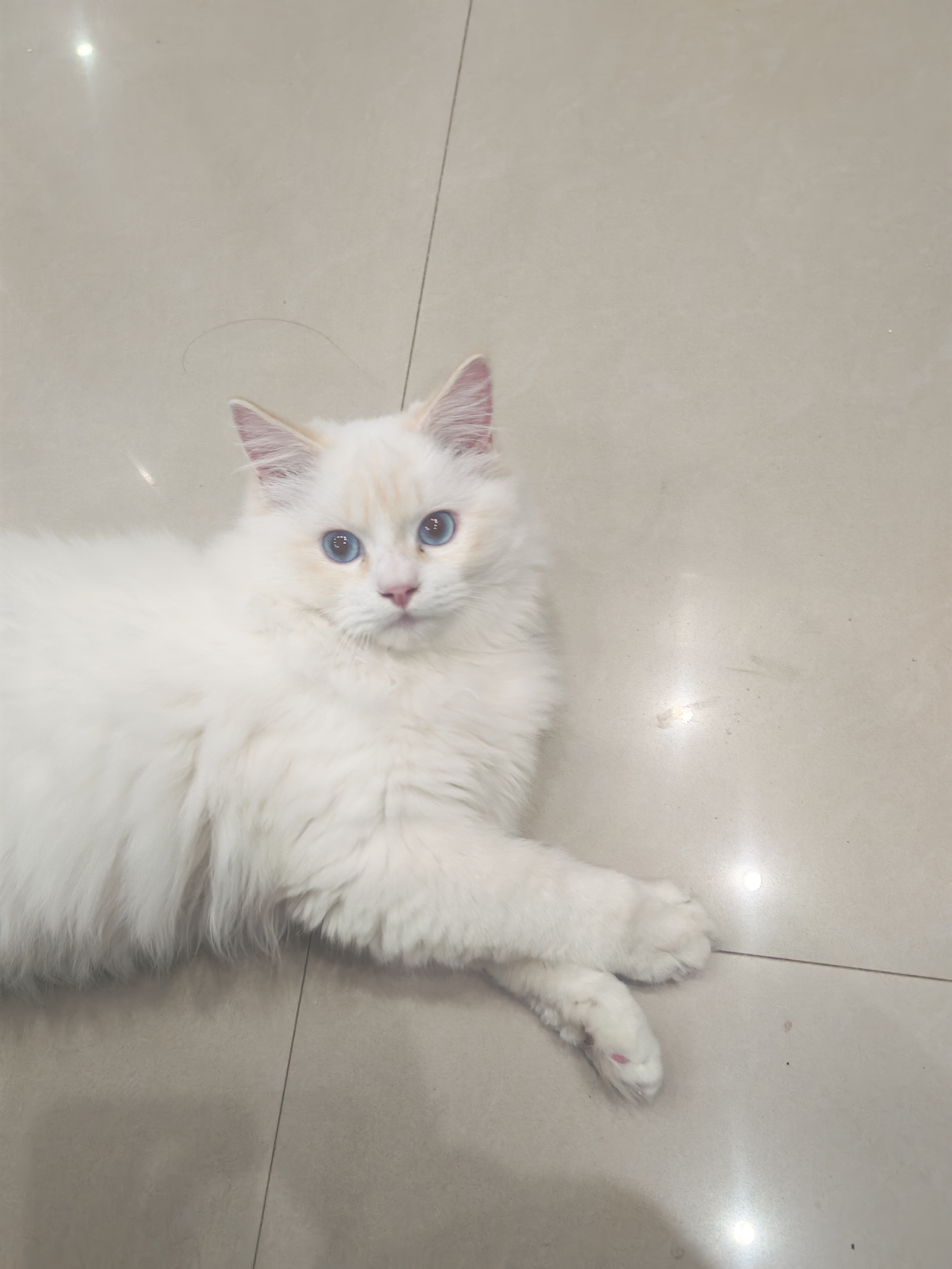 纯种火焰色布偶